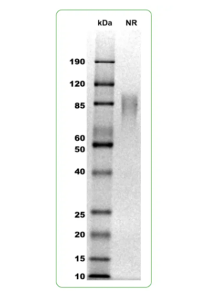 MW: Molecular Weight marker reduced condition
NR: ACVR2A dimer under non-reduced condition
